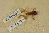  (Eleutherodactylus guttilatus - USNM 269072)  @11 [ ] CreativeCommons - Attribution (2013) Unspecified Centre for Biodiversity Genomics