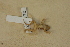  ( - USNM 269072)  @11 [ ] CreativeCommons - Attribution (2013) Unspecified Centre for Biodiversity Genomics