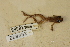  (Eleutherodactylus cystignathoides - USNM 260832)  @11 [ ] CreativeCommons - Attribution (2013) Unspecified Centre for Biodiversity Genomics