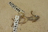  ( - USNM 260832)  @11 [ ] CreativeCommons - Attribution (2013) Unspecified Centre for Biodiversity Genomics