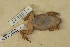  ( - USNM 299627)  @11 [ ] CreativeCommons - Attribution (2013) Unspecified Centre for Biodiversity Genomics