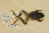  ( - USNM 245994)  @11 [ ] CreativeCommons - Attribution (2013) Unspecified Centre for Biodiversity Genomics