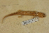  ( - USNM 470009)  @11 [ ] CreativeCommons - Attribution (2013) Unspecified Centre for Biodiversity Genomics