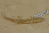  ( - USNM 470009)  @11 [ ] CreativeCommons - Attribution (2013) Unspecified Centre for Biodiversity Genomics