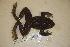  (Rana boylii - USNM 294195)  @11 [ ] CreativeCommons - Attribution (2013) Unspecified Centre for Biodiversity Genomics