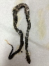  ( - BIOUG-PW051)  @11 [ ] Unspecified (default): All Rights Reserved  Unspecified Unspecified
