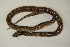  (Hypsiglena - MCZ Herp R-183658)  @11 [ ] CreativeCommons - Attribution (2013) Unspecified Centre for Biodiversity Genomics
