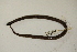  (Haldea - MCZ Herp R-181801)  @11 [ ] CreativeCommons - Attribution (2013) Unspecified Centre for Biodiversity Genomics