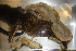  ( - USNM 562877)  @11 [ ] CreativeCommons - Attribution (2013) Unspecified Centre for Biodiversity Genomics