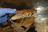  ( - USNM 562877)  @11 [ ] CreativeCommons - Attribution (2013) Unspecified Centre for Biodiversity Genomics