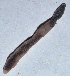  (Perionyx foveatus - E4MHI21)  @12 [ ] Copyright (2015) PHCDBS Paul Hebert Center for DNA Barcoding and Biodiversity Studies