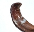  ( - E7VDH66)  @11 [ ] Copyright (2014) PHCDBS Paul Hebert Center for DNA Barcoding and Biodiversity Studies