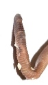  ( - E7VDH66)  @11 [ ] Copyright (2014) PHCDBS Paul Hebert Center for DNA Barcoding and Biodiversity Studies