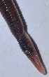  ( - E2NMTE11)  @11 [ ] Copyright (2015) PHCDBS Paul Hebert Center for DNA Barcoding and Biodiversity Studies
