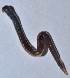  ( - E2NMTE11)  @11 [ ] Copyright (2015) PHCDBS Paul Hebert Center for DNA Barcoding and Biodiversity Studies