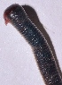  ( - E2NMTE11)  @11 [ ] Copyright (2015) PHCDBS Paul Hebert Center for DNA Barcoding and Biodiversity Studies