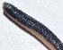  ( - E2NMTE19)  @11 [ ] Copyright (2015) PHCDBS Paul Hebert Center for DNA Barcoding and Biodiversity Studies