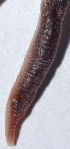  ( - E2NMTE19)  @11 [ ] Copyright (2015) PHCDBS Paul Hebert Center for DNA Barcoding and Biodiversity Studies