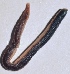  ( - E2NMTE19)  @11 [ ] Copyright (2015) PHCDBS Paul Hebert Center for DNA Barcoding and Biodiversity Studies