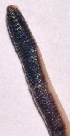  ( - E2NMTE26)  @11 [ ] Copyright (2015) PHCDBS Paul Hebert Center for DNA Barcoding and Biodiversity Studies