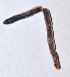  ( - E2NMTE26)  @11 [ ] Copyright (2015) PHCDBS Paul Hebert Center for DNA Barcoding and Biodiversity Studies