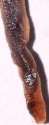  ( - E2NMTE26)  @11 [ ] Copyright (2015) PHCDBS Paul Hebert Center for DNA Barcoding and Biodiversity Studies