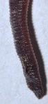 ( - E2NMTE28)  @11 [ ] Copyright (2015) PHCDBS Paul Hebert Center for DNA Barcoding and Biodiversity Studies