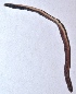  ( - E2NMTE28)  @11 [ ] Copyright (2015) PHCDBS Paul Hebert Center for DNA Barcoding and Biodiversity Studies