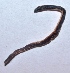  ( - E2NMTE29)  @11 [ ] Copyright (2015) PHCDBS Paul Hebert Center for DNA Barcoding and Biodiversity Studies