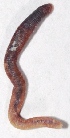 (Eudrilus - APTU27)  @12 [ ] Copyright (2014) PHCDBS Paul Hebert Center for DNA Barcoding and Biodiversity Studies