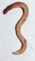  (Perionyx - APTU35)  @12 [ ] Copyright (2014) PHCDBS Paul Hebert Center for DNA Barcoding and Biodiversity Studies