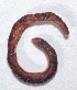  ( - APTU36)  @12 [ ] Copyright (2014) PHCDBS Paul Hebert Center for DNA Barcoding and Biodiversity Studies