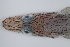  ( - si93n162)  @12 [ ] Copyright (2008) MNHN-CEAMARC Muséum national d'Histoire naturelle, CEAMARC