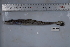  ( - si227n1700)  @13 [ ] Copyright (2008) MNHN-CEAMARC Muséum national d'Histoire naturelle, CEAMARC