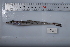  ( - si229n1702)  @12 [ ] Copyright (2008) MNHN-CEAMARC Muséum national d'Histoire naturelle, CEAMARC