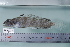  ( - si77n437)  @13 [ ] Copyright (2008) MNHN-CEAMARC Muséum national d'Histoire naturelle, CEAMARC