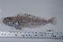  ( - si109n717)  @13 [ ] Copyright (2008) MNHN-CEAMARC Muséum national d'Histoire naturelle, CEAMARC