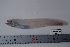  ( - si408n2755)  @12 [ ] CreativeCommons - Attribution Non-Commercial Share-Alike (2008) F.Busson/MNHN MNHN