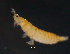  ( - DPMIT-46-G02)  @12 [ ] CreativeCommons - Attribution (2013) Monica Young Centre for Biodiversity Genomics