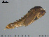  ( - EBAI-Ch130)  @12 [ ] CreativeCommons - Attribution Non-Commercial Share-Alike (2016) NTNU University Museum, Department of Natural History NTNU University Museum, Department of Natural History