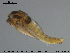  ( - EBAI-Ch135)  @12 [ ] CreativeCommons - Attribution Non-Commercial Share-Alike (2016) NTNU University Museum, Department of Natural History NTNU University Museum, Department of Natural History