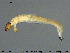 ( - EBAI-Ch199)  @12 [ ] Creative Commons  Attribution Non-Commercial Share-Alike (2016) NTNU University Museum, Department of Natural History NTNU University Museum, Department of Natural History
