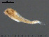  ( - EBAI-Ch023)  @12 [ ] CreativeCommons - Attribution Non-Commercial Share-Alike (2016) NTNU University Museum, Department of Natural History NTNU University Museum, Department of Natural History