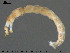  ( - EBAI-Ch032)  @12 [ ] CreativeCommons - Attribution Non-Commercial Share-Alike (2016) NTNU University Museum, Department of Natural History NTNU University Museum, Department of Natural History