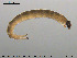  ( - EBAI-Ch048)  @12 [ ] CreativeCommons - Attribution Non-Commercial Share-Alike (2016) NTNU University Museum, Department of Natural History NTNU University Museum, Department of Natural History