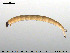  ( - EBAI-Ch050)  @12 [ ] CreativeCommons - Attribution Non-Commercial Share-Alike (2016) NTNU University Museum, Department of Natural History NTNU University Museum, Department of Natural History