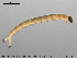  ( - EBAI-Ch051)  @12 [ ] CreativeCommons - Attribution Non-Commercial Share-Alike (2016) NTNU University Museum, Department of Natural History NTNU University Museum, Department of Natural History