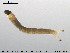  ( - EBAI-Ch053)  @12 [ ] CreativeCommons - Attribution Non-Commercial Share-Alike (2016) NTNU University Museum, Department of Natural History NTNU University Museum, Department of Natural History