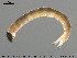  ( - EBAI-Ch054)  @12 [ ] CreativeCommons - Attribution Non-Commercial Share-Alike (2016) NTNU University Museum, Department of Natural History NTNU University Museum, Department of Natural History