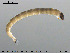  ( - EBAI-Ch056)  @12 [ ] CreativeCommons - Attribution Non-Commercial Share-Alike (2016) NTNU University Museum, Department of Natural History NTNU University Museum, Department of Natural History